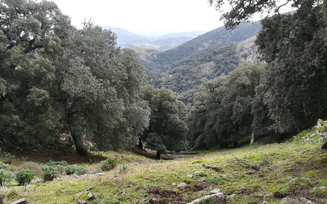 TUVIOIS, FORESTA SCONOSCIUTA