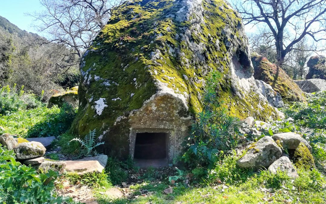 NOI E IL BOSCO