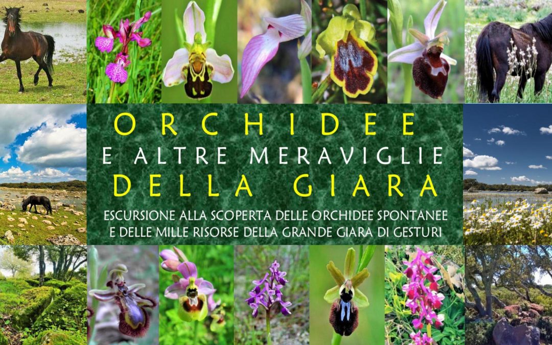ORCHIDEE DELLA GIARA