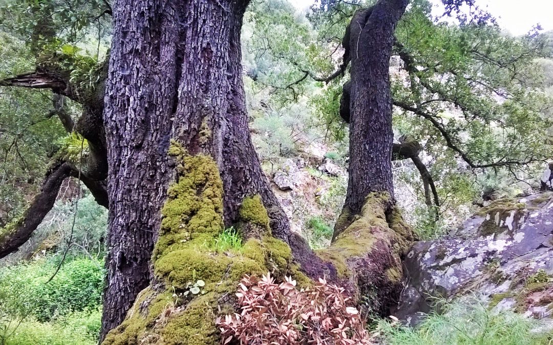 NOI E IL BOSCO: BIDD’E MORES