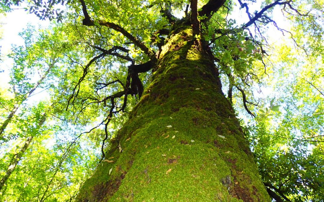 FORESTA DI MONTARBU