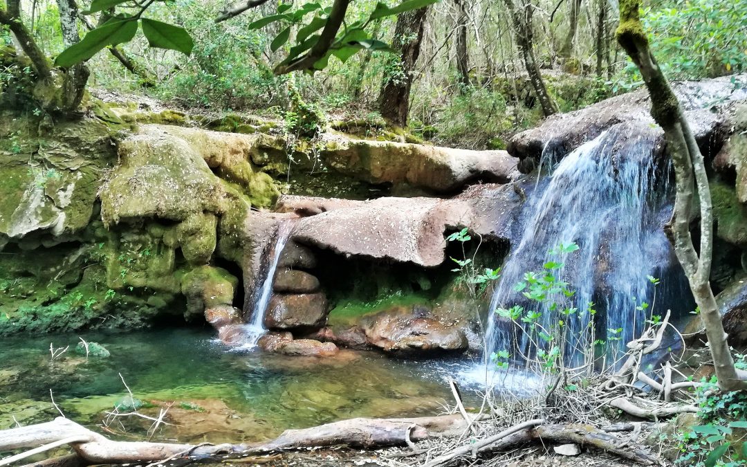 NOI E IL BOSCO: IS ARINUS