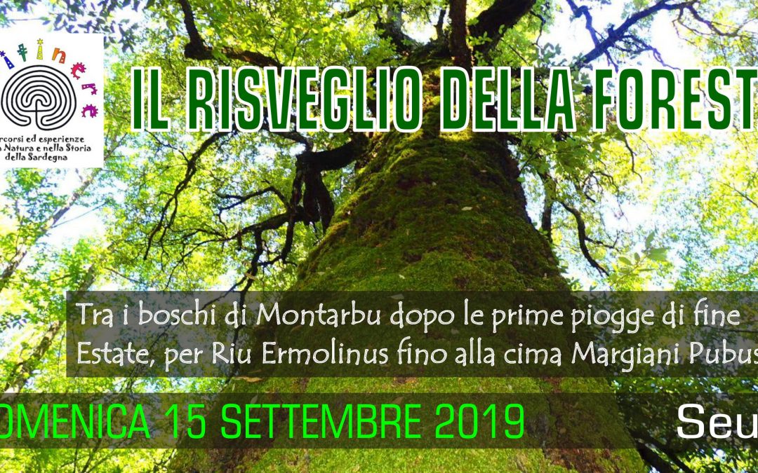 IL RISVEGLIO DELLA FORESTA