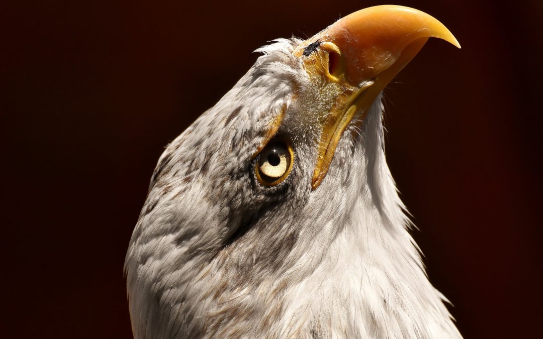 L’aquila che si credeva pollo