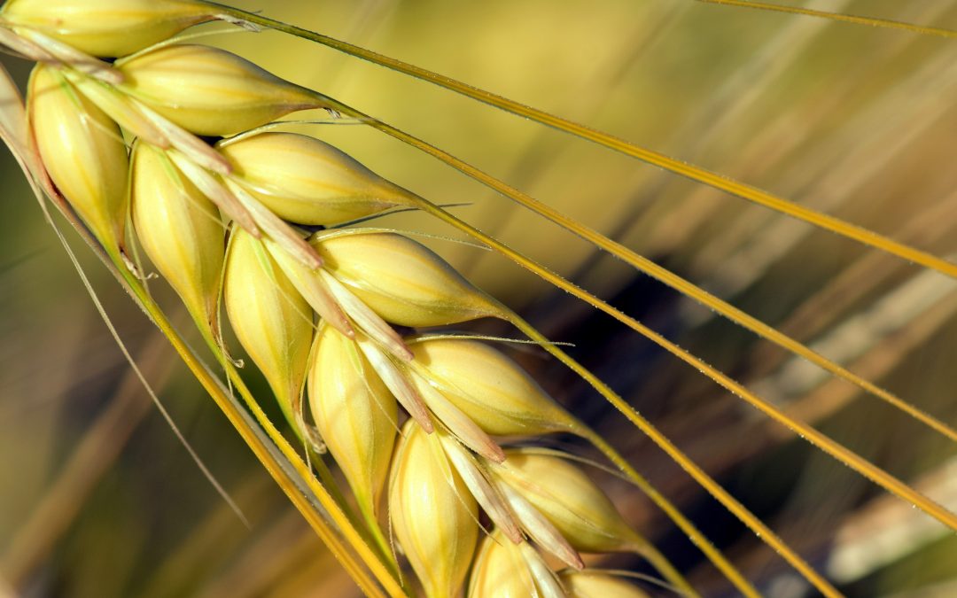 Spiga di grano