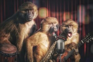 monkeys-gd92e10039_1920 (1)