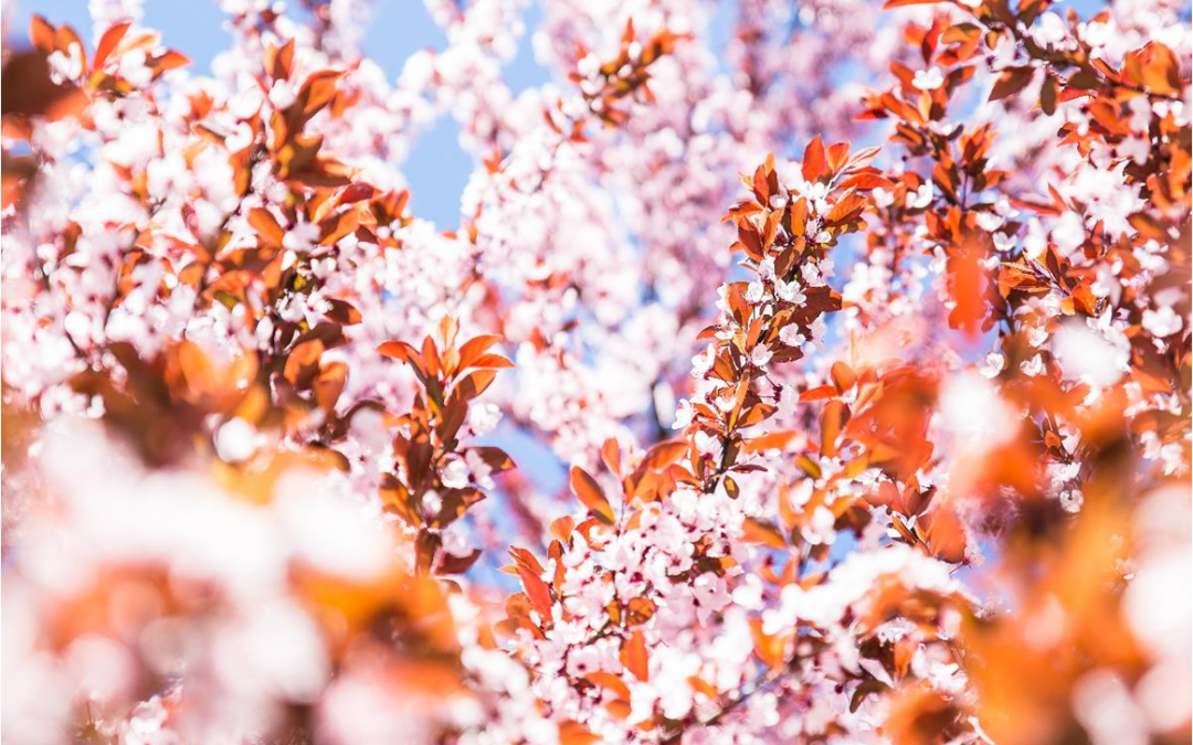 OLTRE per spostarsi ad un livello superiore – L’ALTRA PASQUA