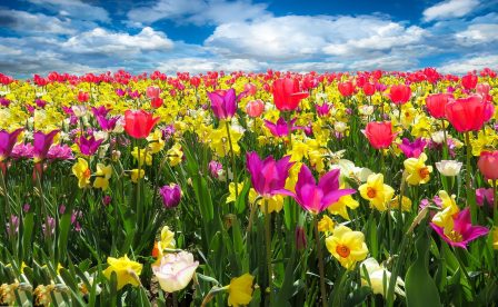 tulips-1197602_1920 tulips-1197602_1920