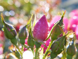rose-2634493_1920