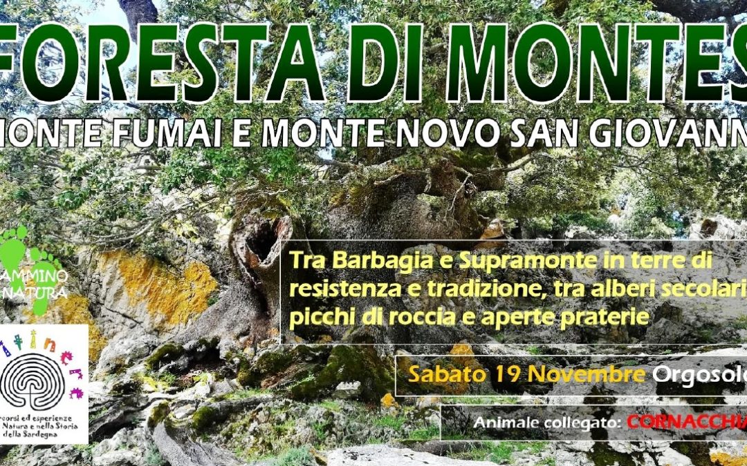 FORESTA DI MONTES