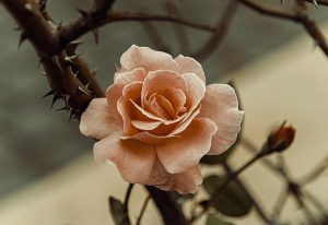 rose-6648119_1920