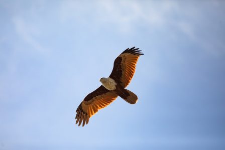 bird-gc361e38a4_1280 bird-gc361e38a4_1280