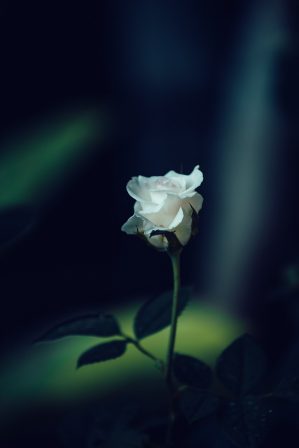 Foto di Rattakarn da Pixabay