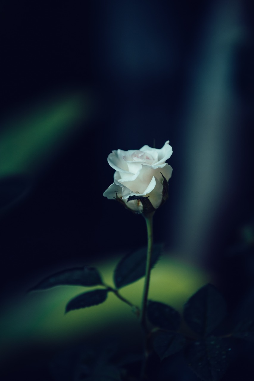 Image by Elisa from Pixabay