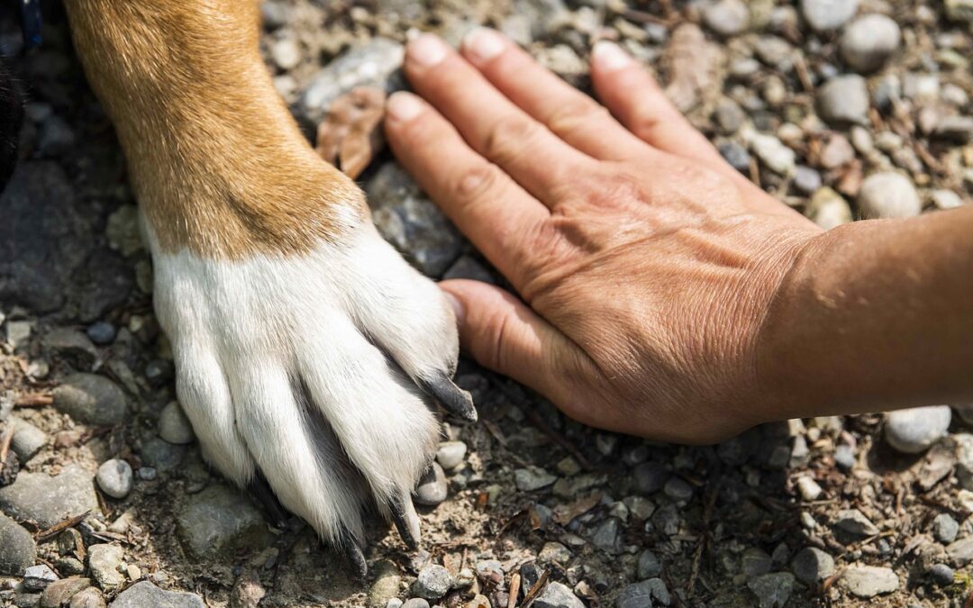The tumor of the dog